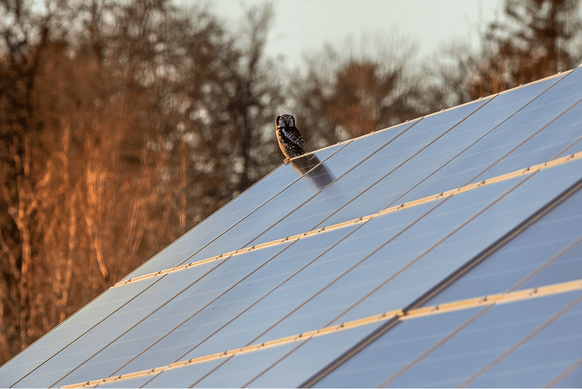 Solar anels with an owl on the top of the roof in the winter
