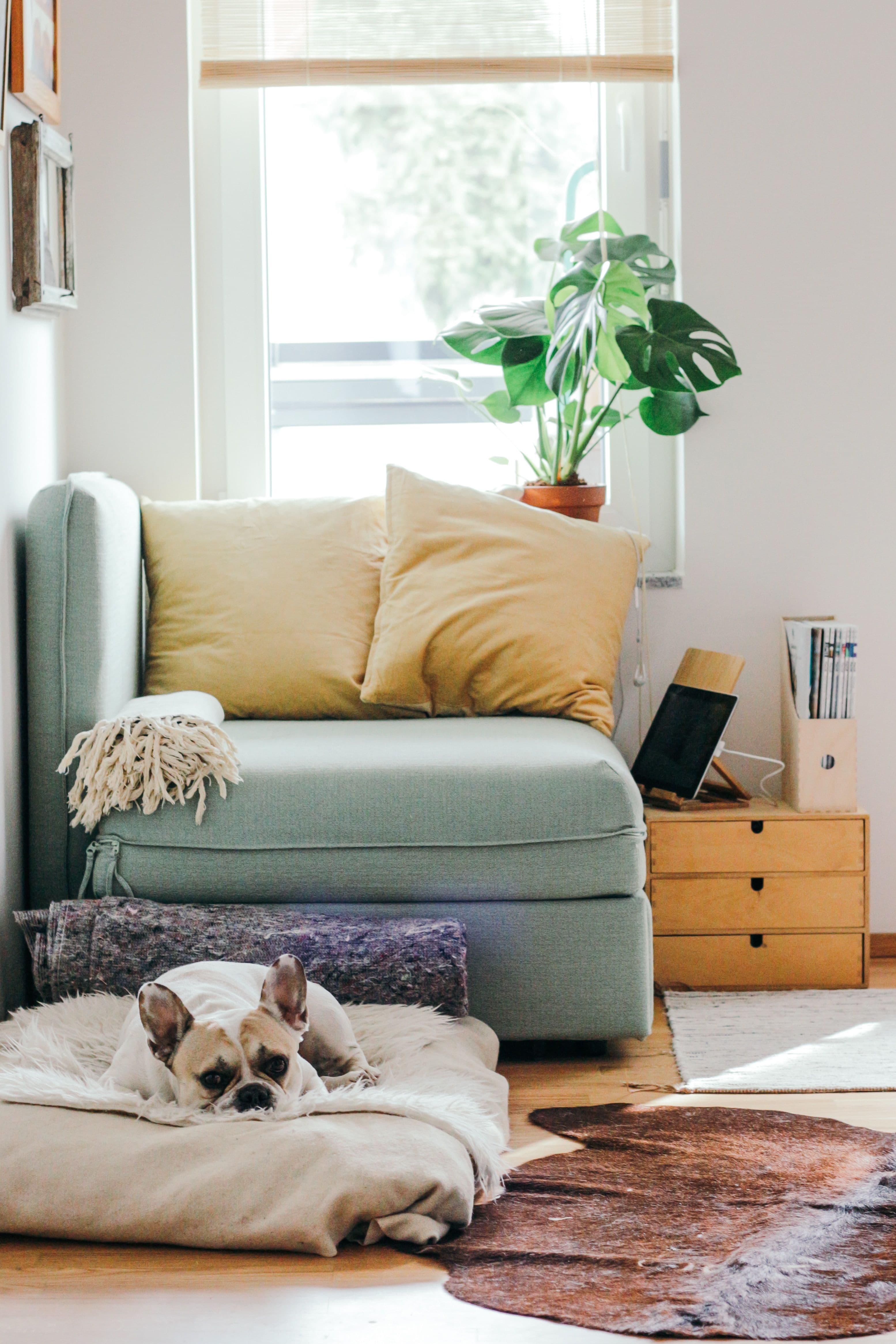 French bulldog resting on their bed on the floor in a cosy room with soft natural lighting.