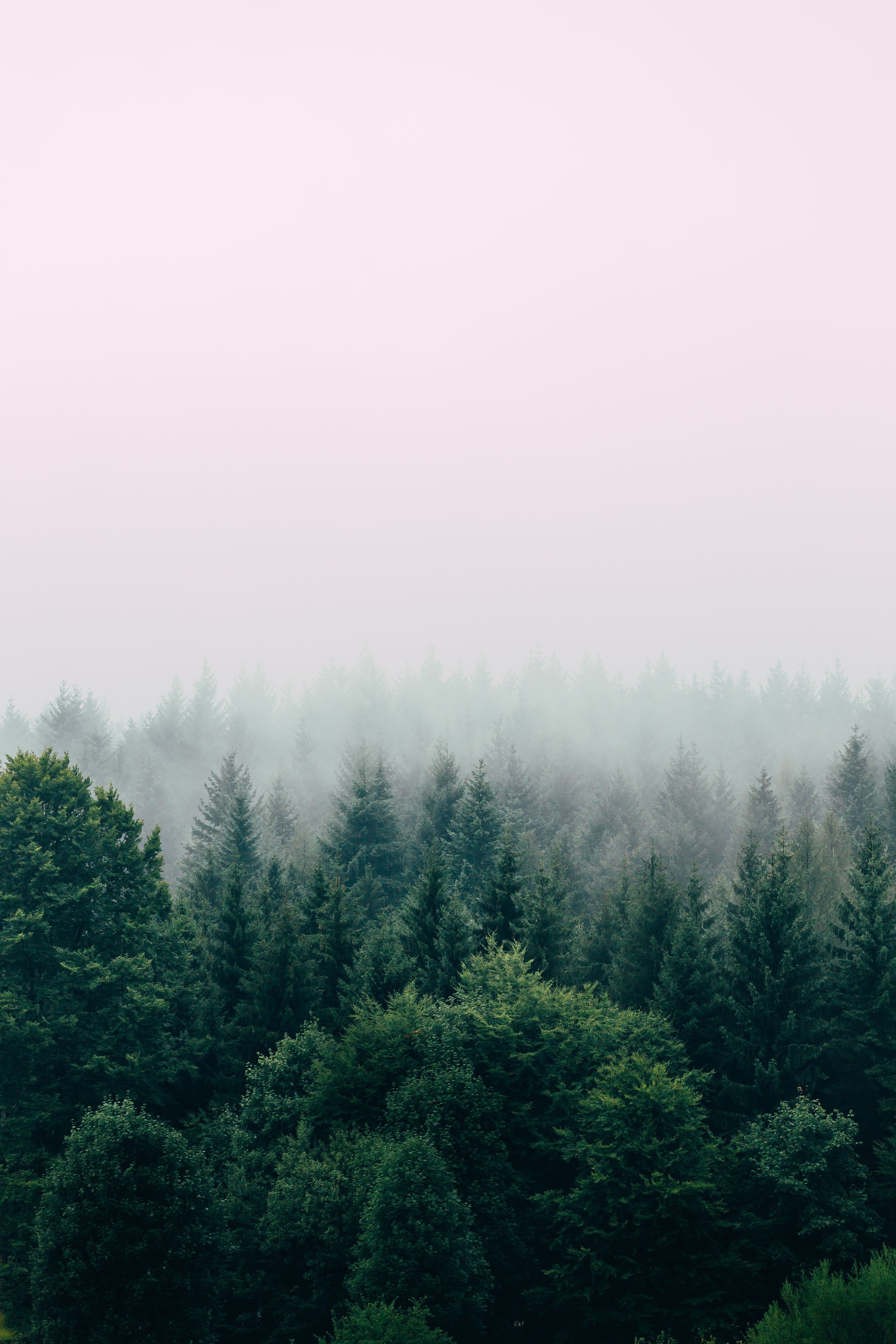 Aerial shot of a lush green pine forest in mist.