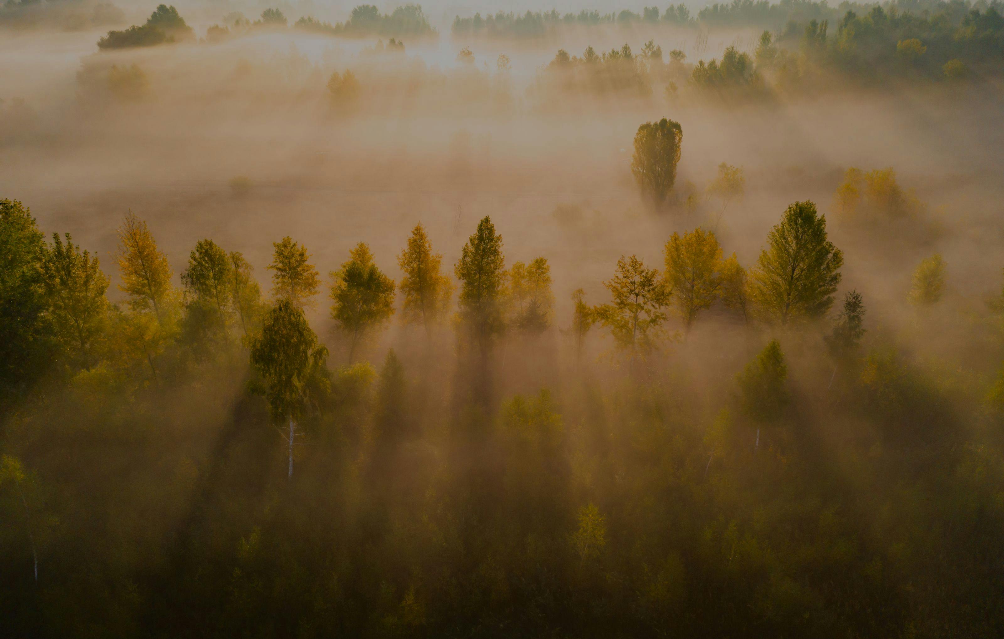 Misty pine forest with beams of sunlight breaking through