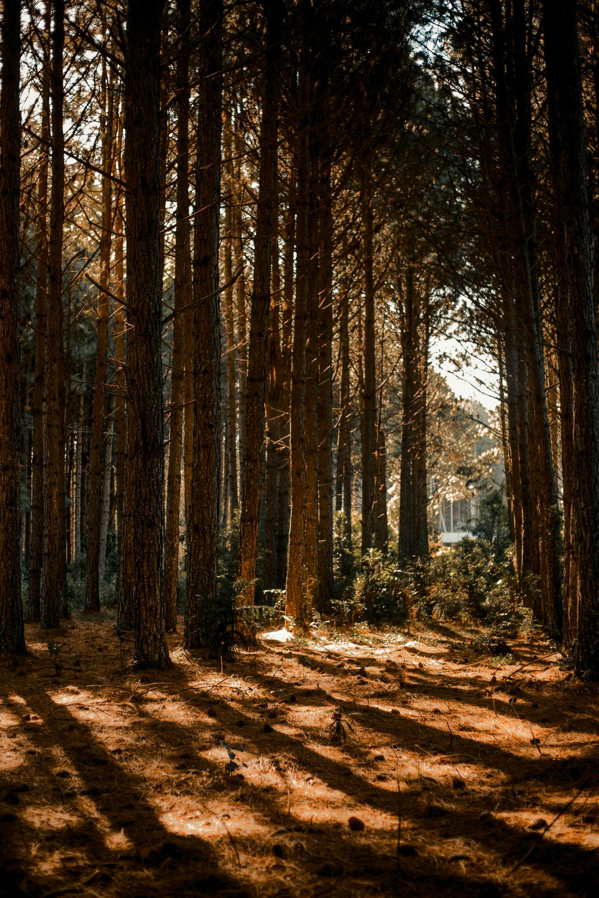Warm sunlight beaming through pine trees into a glade.